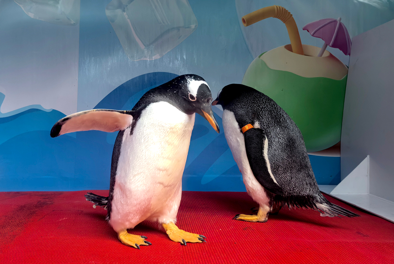 高溫崔熱黃龍洞避暑游，與萌寵共享清涼